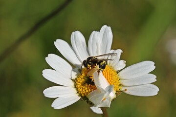 Schlanke Lehmwespe.(Ancistrocerus gazella) frisst Raupe auf Margerite