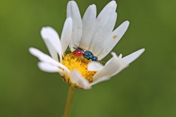 Fototapeta premium Gemeine Goldwespe (Chrysis ignita) auf Margerite