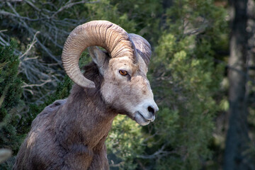 Bighorn Sheep in Rocky Mountain Terrain, Whiteswan, BC. 