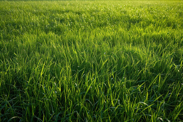 Obraz premium Lush green grass field bathed in golden sunlight, showcasing a serene natural landscape perfect for backgrounds or nature-themed compositions.