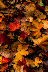 many autumn colorful maple leaves texture background