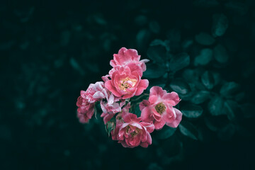 A close up of pink Mountain Rose flowers