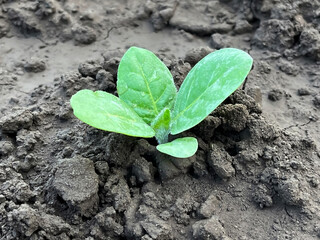 small tobacco sprout growing in the ground on a farm