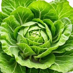 Obraz premium cabbage in the garden