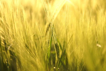 Abstract green wheat field background, agriculture concept. Nature abstract yellow blurred background
