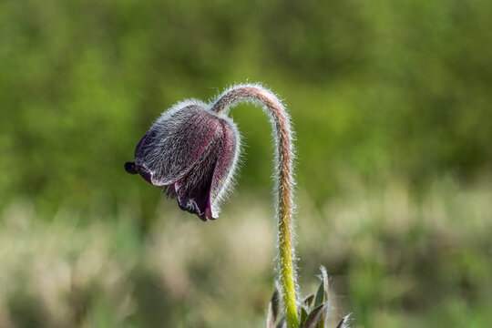 einzelne, noch geschlossene Bl&uuml;te der Wiesen-Kuhschelle (Pulsatilla pratensis), Wiese im Hintergrund unscharf