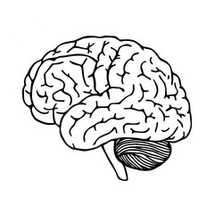 human brain vector illustration