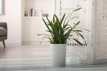 White folding screen and green houseplant in living room