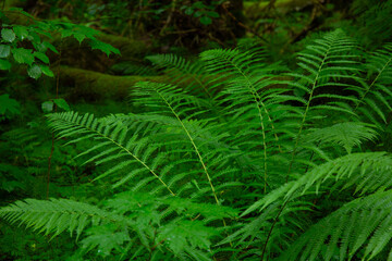 Fern leaves in forest in Gauja National Park shortly after rain in June in summer in Latvia