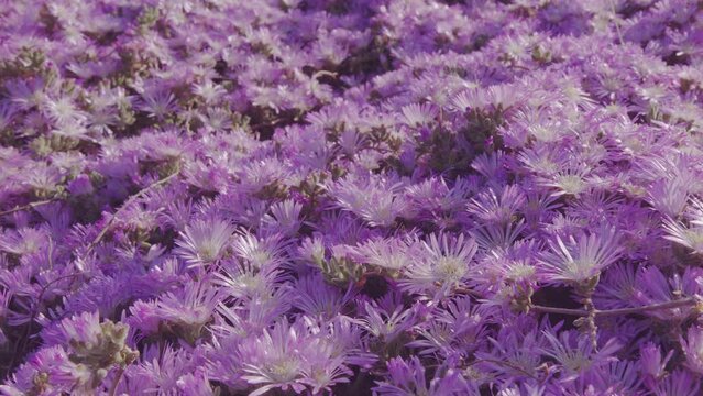 Ice plants pink flowers. Camera moving along flower carpet closeup. Using plants which do not require a lot of water.