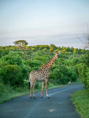 Girafe dans la réserve naturelle d'Addo en Afrique que Sud