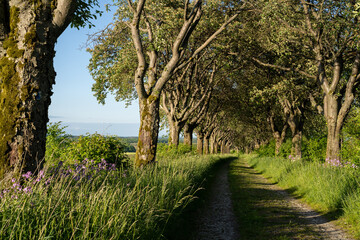 Mehlbeerbaumallee bei Kefferhausen im Eichsfeld (Thüringen, Deutschland), Naturdenkmal und...