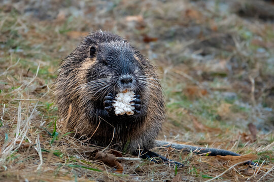 nutria eating next to water