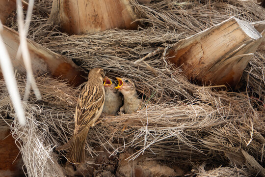 Sparrow feeding its two hatchling