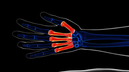 Human skeleton hand matacarapls bone anatomy for medical concept 3D rendering