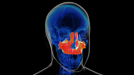 Human skeleton skull maxilla bone anatomy for medical concept 3D rendering