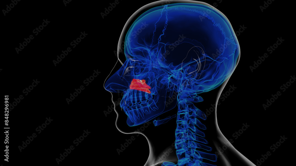 Sticker Human skeleton inferior nasal concha anatomy 3D rendering