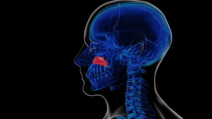 Human skeleton inferior nasal concha anatomy 3D rendering