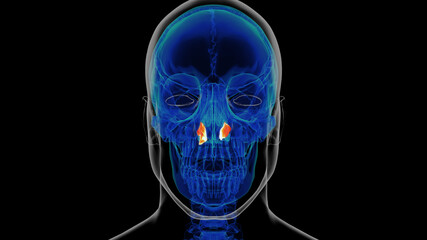 Human skeleton inferior nasal concha anatomy 3D rendering