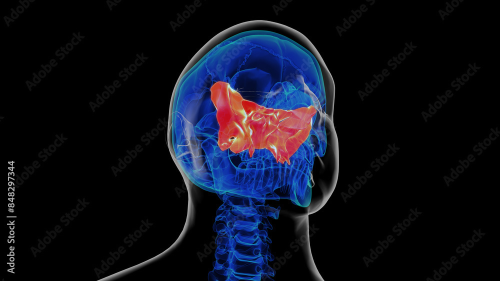 Sticker Human skeleton skull sphenoid bone anatomy for medical concept 3D rendering