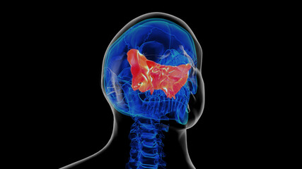 Human skeleton skull sphenoid bone anatomy for medical concept 3D rendering © mybox