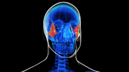 Human skeleton skull zygomatic bone anatomy for medical concept 3D rendering