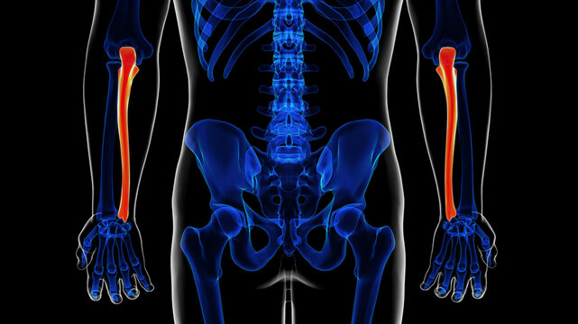 Human skeleton ulna bone anatomy for medical concept 3D rendering