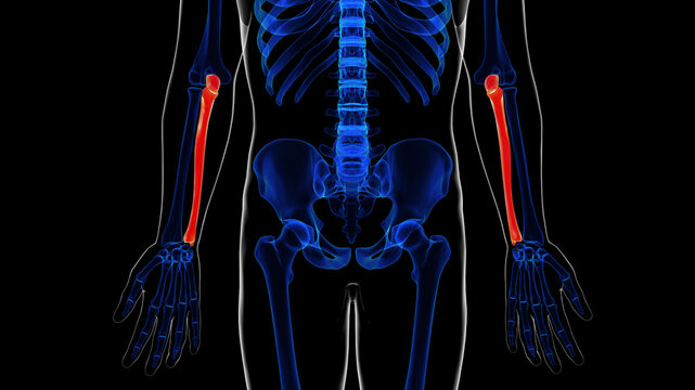 Human skeleton ulna bone anatomy for medical concept 3D rendering