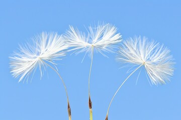 Fototapeta premium Dandelion seeds silhouette on vibrant blue sky, emphasizing wispy details with soft bokeh backdrop