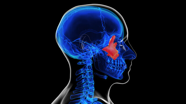 Human skeleton skull zygomatic bone anatomy for medical concept 3D rendering
