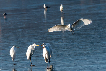 white heron