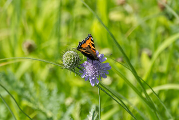 Small Tortoiseshell Butterfly (Aglais urticae) sitting on a small scabious in Zurich, Switzerland