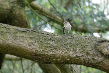 Female common chaffinch (Fringilla coelebs) sitting in a tree in Zurich, Switzerland