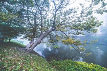 drzewo na brzegu rzeki we mgle