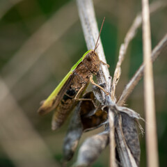 konik polny potoczna nazwa owada z rzędu prostoskrzydłych (Orthoptera) © Henryk Niestrój