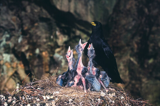 Alpine chough (Pyrrhocorax graculus) Gracchio alpino