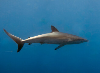 Fototapeta premium Silky Shark (Carcharhinus falciformis) in the Pacific Ocean, Baja California Sur, Mexico