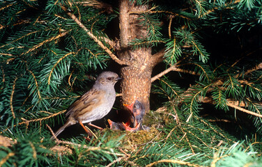 Sparrow (Prunella modularis)  Passera scopaiola