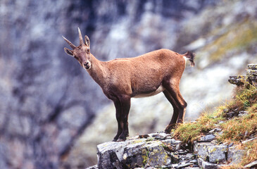 alpine ibex (capra ibex) stambecco female and small