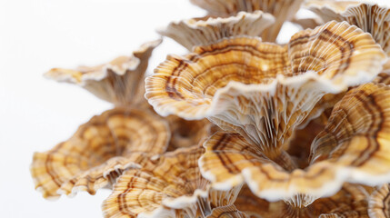 Fototapeta premium Turkey tail mushrooms on a white background