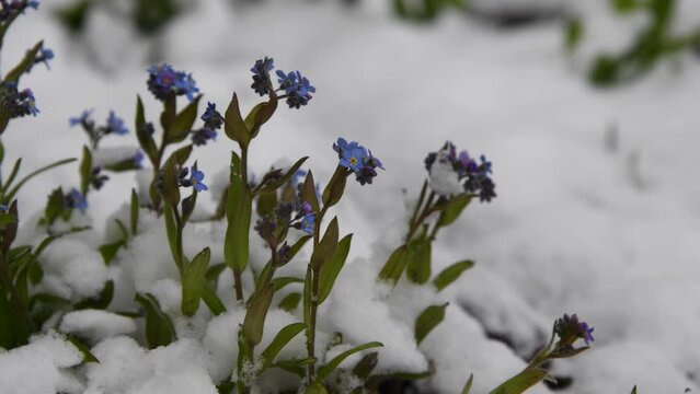 Close-up side view of beautiful blue Myosotis sylvatica (wood forget-me-not or woodland forget-me-not) flowers covered with fresh white snow. Soft focus. Weather anomaly and climate change theme.