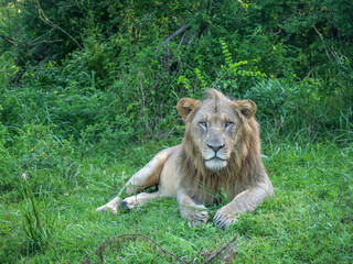 Lion en liberté dans la réserve naturelle d'Addo en Afrique du Sud
