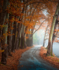 Fototapeta premium autumn forest in the fog