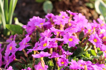 Obraz premium purple primrose primula flowers close-up on a garden bed 