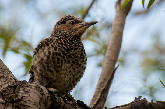 pit&iacute;o, tipo de p&aacute;jaro carpintero end&eacute;mico de magallanes. patagonia, Chile.