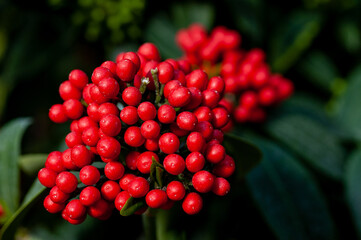Captivating Close-Up: Vibrant Red Winter Berries of Skimmia japonica Rubella