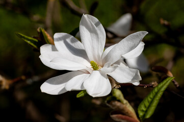 White mangolia withering on branch