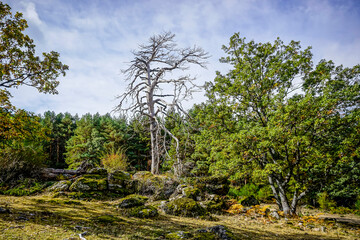 Dry tree surrounded by leafy vegetation in the mountains of Madrid