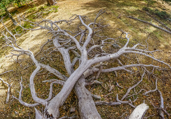dry tree in the forest