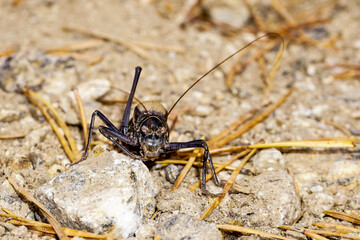 closeup of a grasshopper resting on a rock